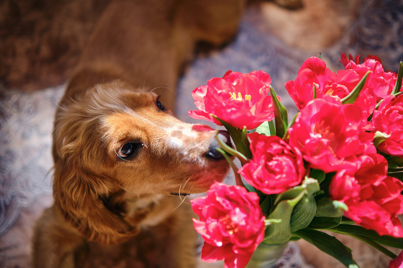 Image for Spring Allergies and Your Pet: Why Grooming Can Help